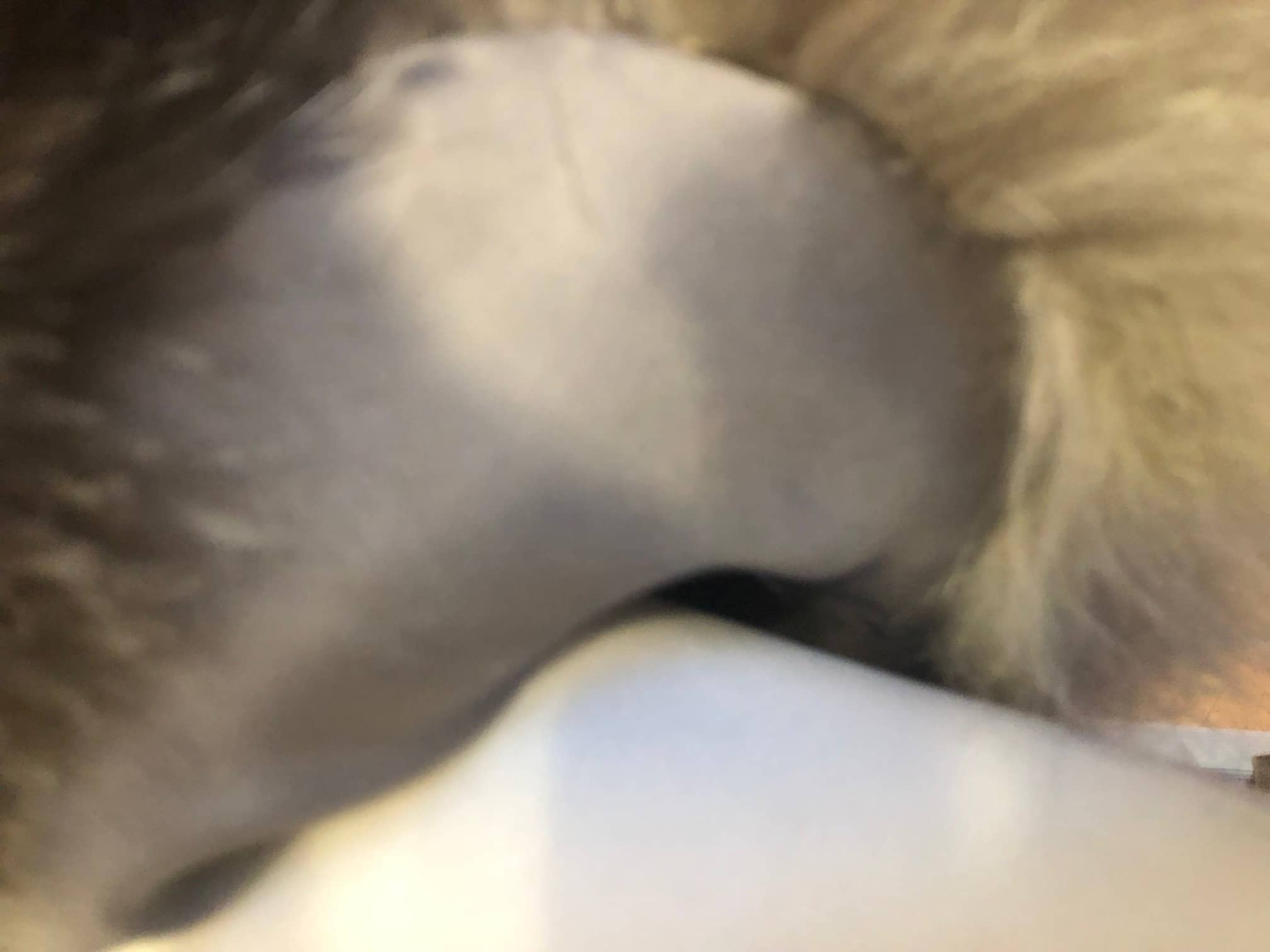 Grey Fur Shrug Bolero - Image 7